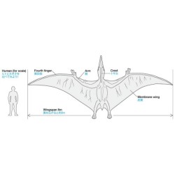 60204 - Pteranodon 1/35